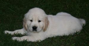 BeautifulEnglishCremePuppiesForSale